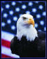 View Details for "Courage:  Eagle, American Flag" Motivational Art Print